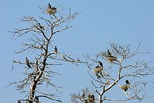 Colonie de grands cormorans au Juodkrantė (Lituanie) et dégâts infligés aux arbres où ils nichent.