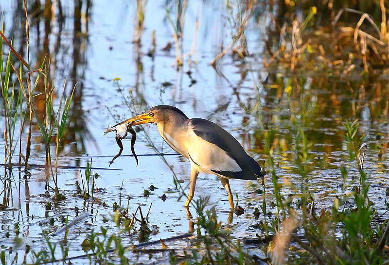 File:Little bittern (Ixobrychus minutus).JPG