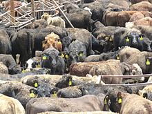 Cattle that have been exported to Israel, 2016 Live export - cows from australia in Zofar quarantine in Israel.jpg