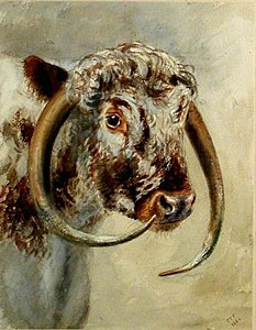 A longhorn, 1864