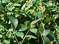 Category:Lonicera × tellmanniana - Wikimedia Commons