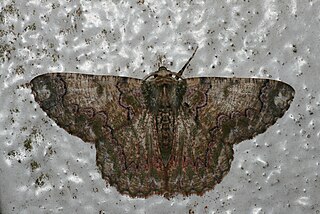 <i>Lophophelma vigens</i> Species of moth