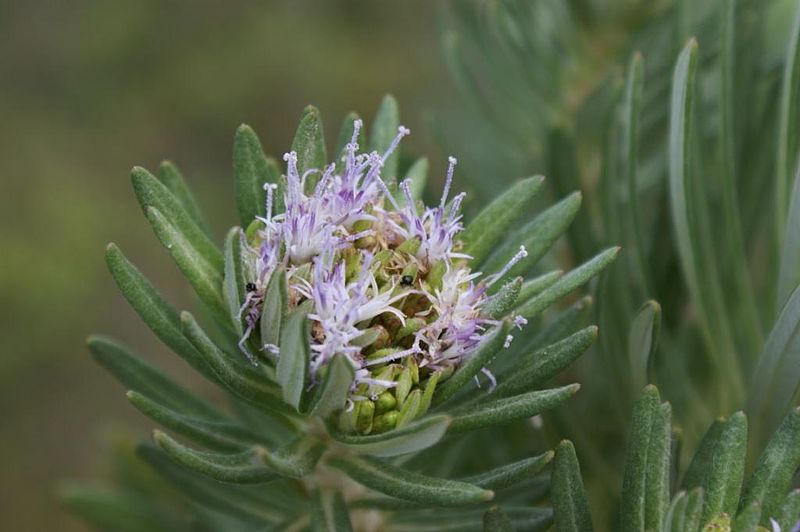 File:Lychnophora salicifolia flower.jpg