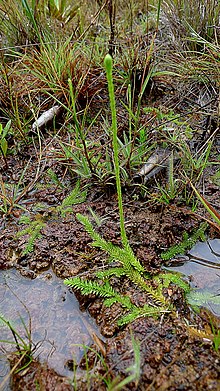 Lycopodiella caroliniana (L.) Pic. Сперма. (7858727400) .jpg