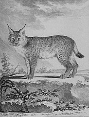 Lynx (zoologia)