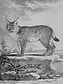 Le Lynx, dessiné par De Sève.