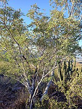 In habitat