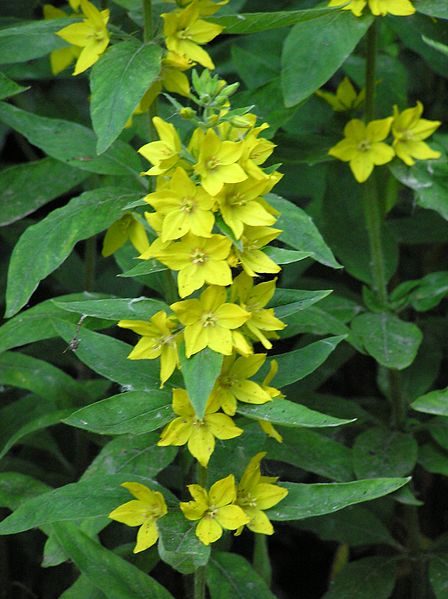 File:Lysimachia punctata-2.jpg