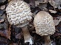 Macrolepiota rhacodеs2.jpg