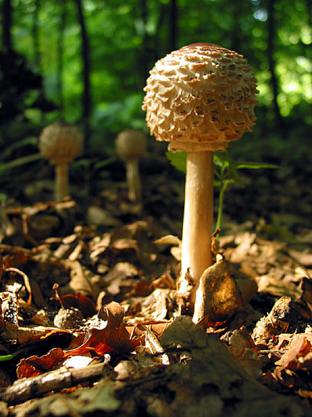 File:Macrolepiota rhacodes JPG2.JPG