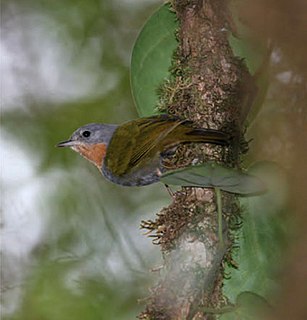 <span class="mw-page-title-main">Madanga</span> Species of bird