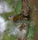 Madanga ruficollis, Buru, Indonesia.jpg