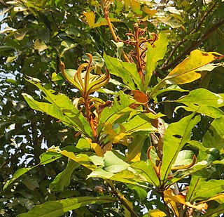 <i>Madhuca bourdillonii</i> Species of flowering plant