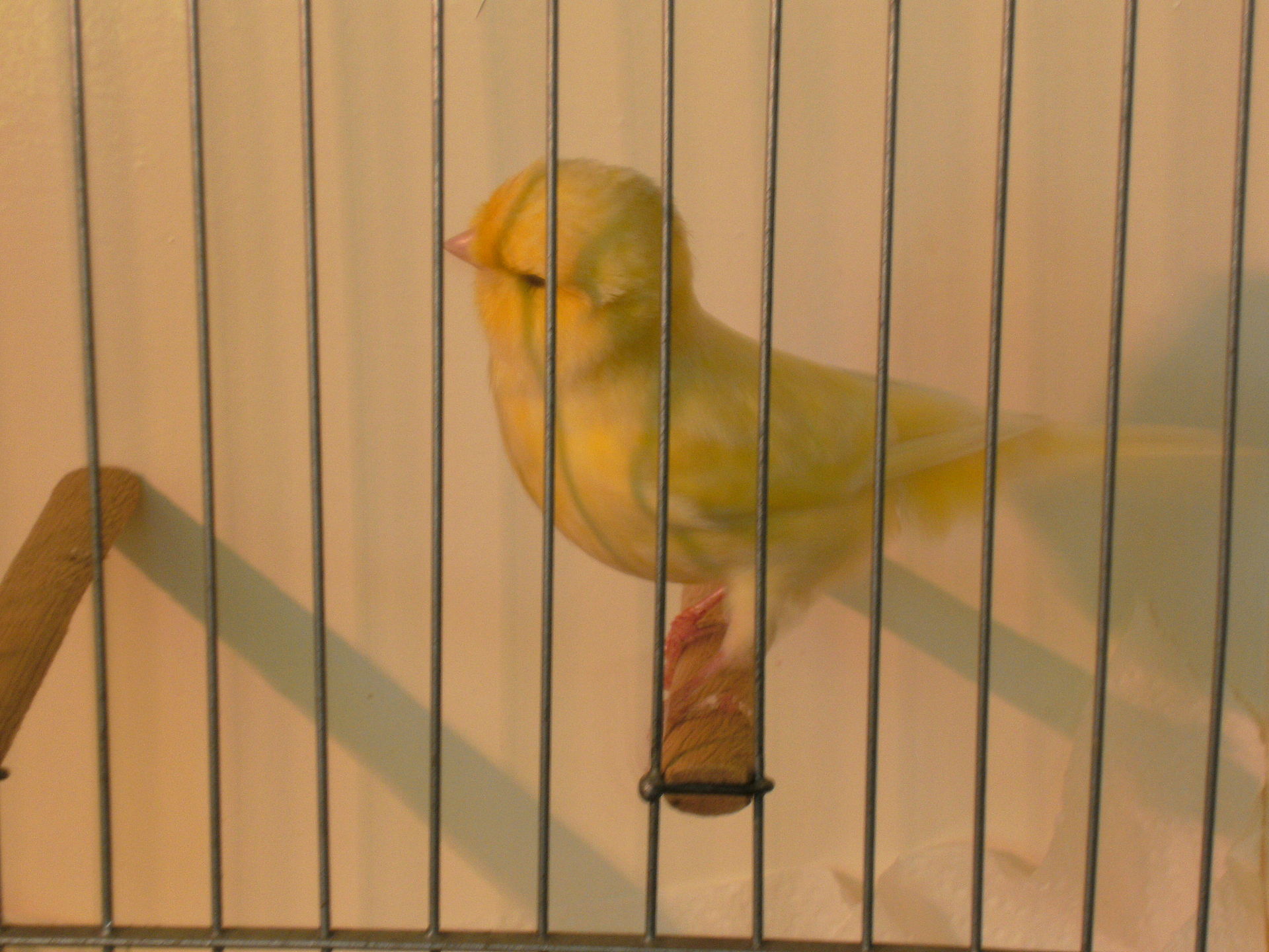 australian plainhead - domestic canary habitat