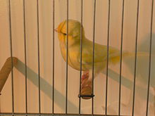 Jelas penggemar Australia plainhead canary, tidak colourfed