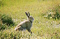 Male Irish mountain hare.jpg