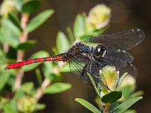 Самец Nannophya-dalei Eastern-Pygmyfly.jpg