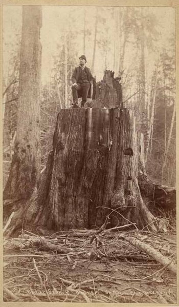 File:Man seated on huge Western Redcedar stump, ca 1890 (MOHAI 6578).jpg