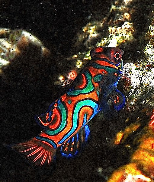 File:Mandarinfish.jpg