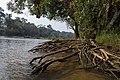 Mangrove roots along the Kaveri river.jpg
