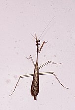 Mantidae