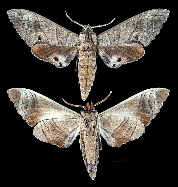 File:Marumba dyras dyras MHNT CUT 2010 0 192 Ban Kheum Laos male.jpg