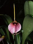 Masdevallia floribunda Orchi 004. jpg