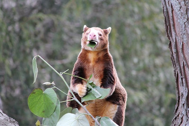 File:Matschie's Tree Kangaroo (24).jpg