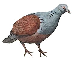 Mauritian turtle dove.jpg