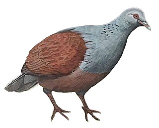 <span class="mw-page-title-main">Mauritian turtle dove</span> Extinct species of bird