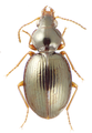 Mecyclothorax putaputa