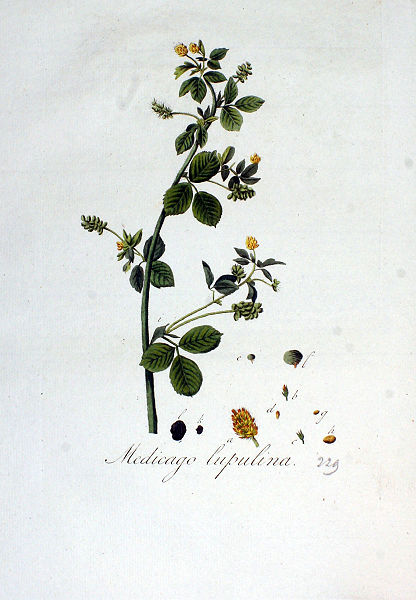 File:Medicago lupulina—Flora Batava. Volume 3 (1814).jpg