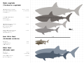 Megalodon Scale Chart