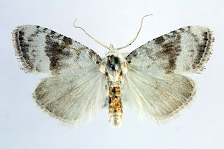 <i>Meganola</i> Genus of moths