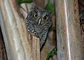 Gray morph juvenile; Fort Lauderdale, Florida