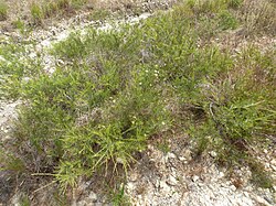 Melaleuca borealis 02. 
 JPG