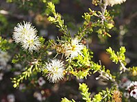 Melaleuca bracteosa