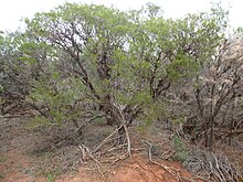 Melaleuca deltası (alışkanlık) .JPG