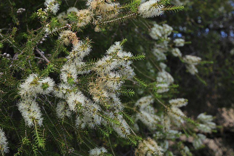 File:Melaleuca lanceolata (31792431944).jpg