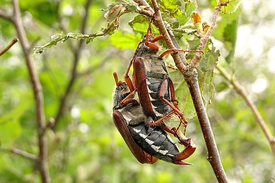 Melolontha melolontha (Feldmaikäfer) pair at Badberg, Kaiserstuhl, Germany