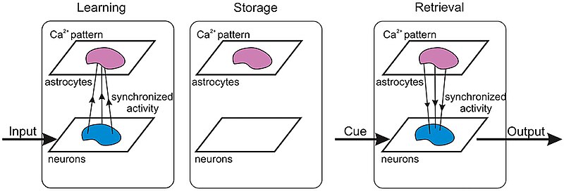 File:Memory in Astrocyte-Neural Networks.jpg