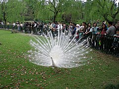 Pavo cristatus mutasi alba (jantan).