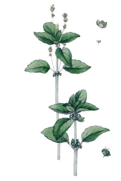 File:Mercurialis annua L ag1.jpg