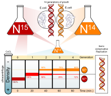 Semiconservative Replication Wikipedia