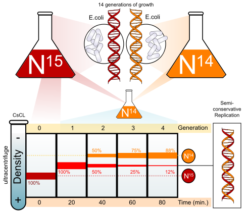 File:Meselson-stahl experiment diagram en.svg