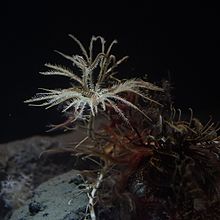 Crinoids have been found at depths of up to 4,900 fathoms (29,400 ft; 9,000 m), far deeper than the maximum depth of Forbes's theory Metacrinus rotundus by OpenCage.JPG