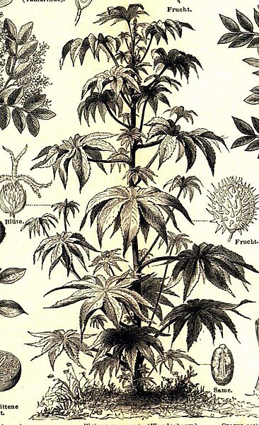 File:Meyers b1 s0894b (Ricinus communis).jpg