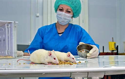 Mice in the laboratory