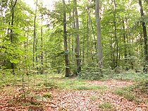 森林: 生境, 分佈, 分类