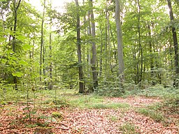 Forest - Wikipedia